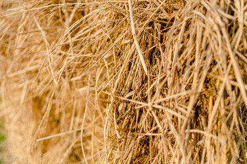 stubble field after harvest in rural area