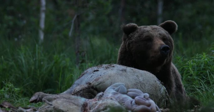 Brown bear walking around lake in the morning light. Dangerous animal in nature forest and meadow habitat. Wildlife scene from Finland near Russian border. Bear with carcass.