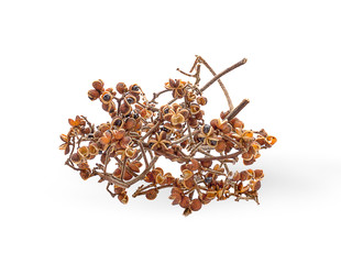 Zanthozylum limonella Alston on white background