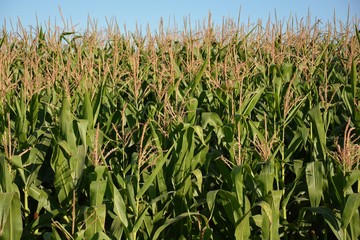 campo de maíz en un día soleado