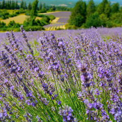 close up of lavender flower in provence -south of france -