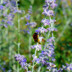 close up of lavender flower in provence -south of france -