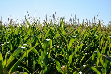 campo de maíz en un día soleado