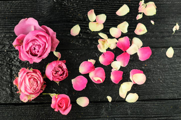 roses with petals scattered on a black background