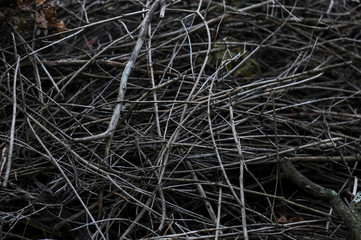 background of dry tree branches
