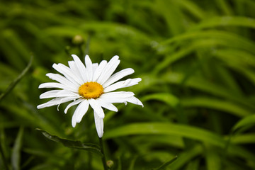 Fototapeta premium daisy in green grass