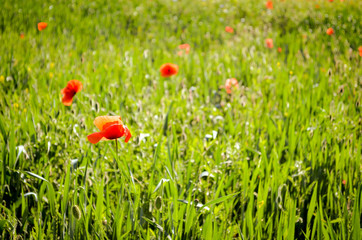 wild red poppy flowers on natural spring meadow - 291670625
