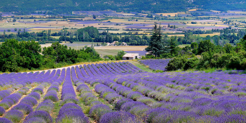 plantation of bunch of lavender in provence -south of france -