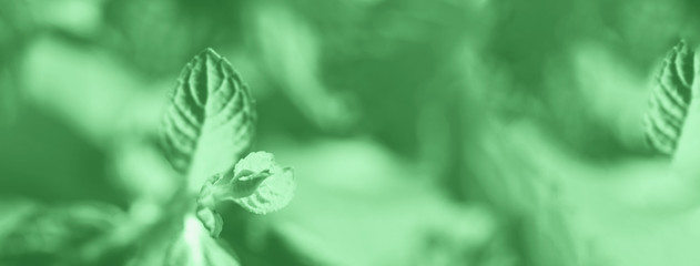 Mint herb plant macro shot. Plant growing outdoors in home garden. Mint green color of 2020