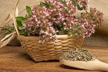 Origanum vulgare (oregano) herb - spice on a table