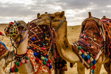 Camels near the great pyramids in Giza, Egypt