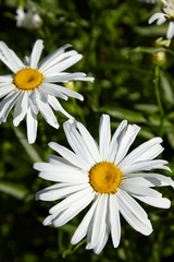 Obraz premium Flower