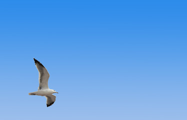 High resolution perfect seagull freely flies on an azure sky background with a nice top bottom gradient, smartly leaving plenty of space for copy text in the image frame