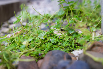 moss on a green background
