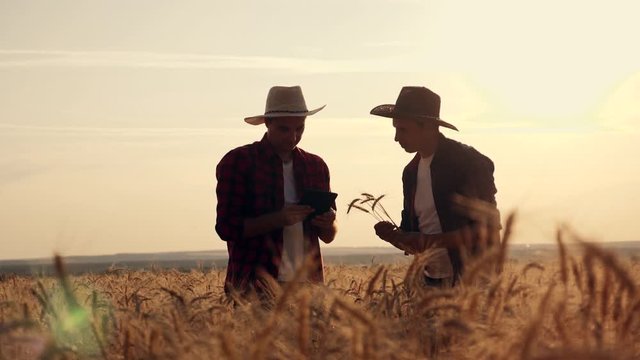eam work. Two farmers stand at sunset in a wheat field, and discuss the new crop.. Farmers use new technologies in agriculture. Growing organic products.