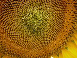 close up of sunflower