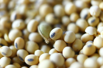 Soybean, dry yet untreated soybean, in the farmer's hangar Soybean, closeup. Open soy pods on the background of dry beans.
