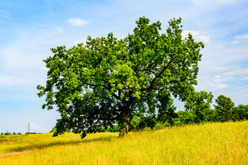 Lonely oak tree at a meadow on summer