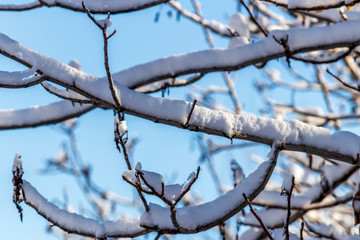 branches of tree on background of blue sky in winter