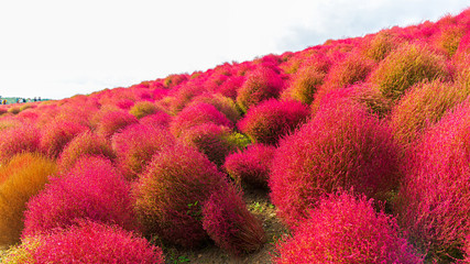 Kochia at Hitachi Seaside Park in autumn at Ibaraki.
