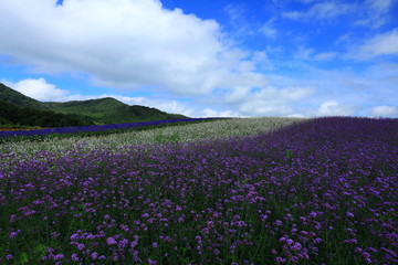Fototapeta premium 宮城県 秋のやくらいガーデン