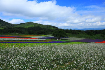 宮城県　秋のやくらいガーデン