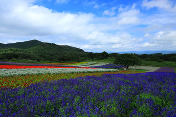 宮城県　秋のやくらいガーデン