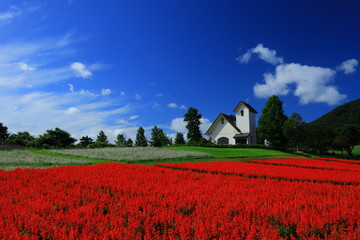 宮城県　秋のやくらいガーデン