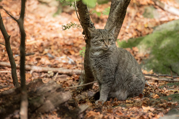 An European Wildcat in the autumn forest, Bayerischer Wald National Park, Germany