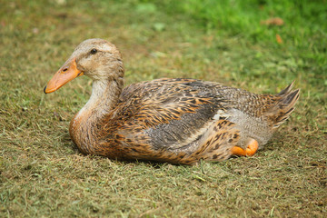 runner duck on the grass of the meadow in the farm