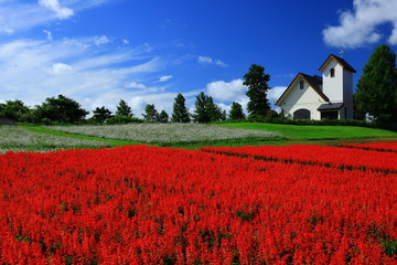 宮城県　秋のやくらいガーデン