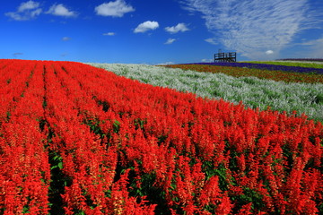 宮城県　秋のやくらいガーデン