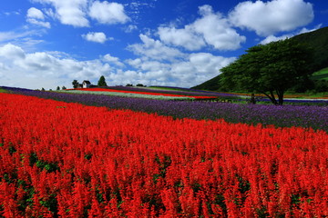 宮城県　秋のやくらいガーデン