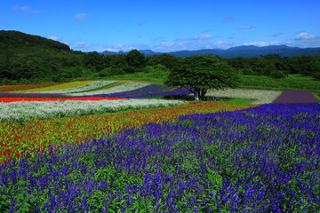 宮城県　秋のやくらいガーデン