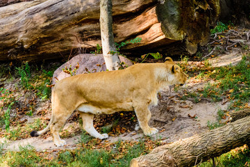 Naklejka na ściany i meble Big lioness (Panthera leo) walking among the green vegetation