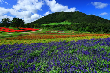 宮城県　秋のやくらいガーデン