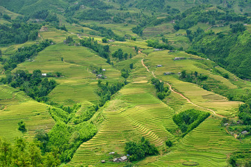 Fototapeta premium aerial view of rice fields terraced in Vietnam