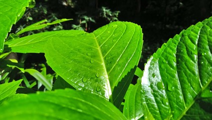 Morning Dew