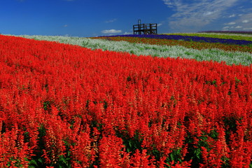 宮城県　秋のやくらいガーデン