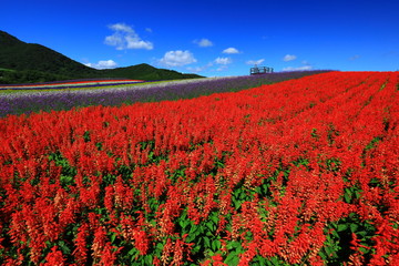 宮城県　秋のやくらいガーデン