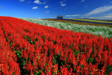宮城県　秋のやくらいガーデン