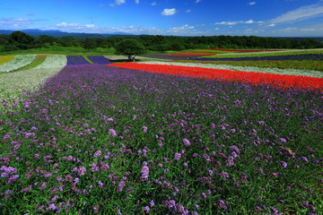 宮城県　秋のやくらいガーデン