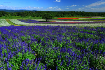 宮城県　秋のやくらいガーデン