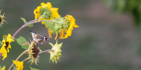 Goldfinch sits on a faded sunflower in front of blurred background