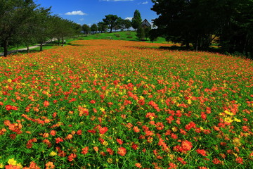 宮城県　秋のやくらいガーデン