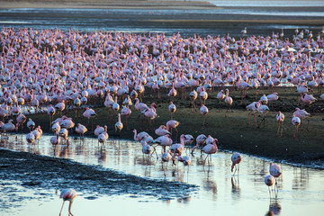 White - pink flamingos