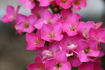 Fototapeta na wymiar カランコエのピンクの花
