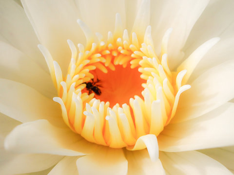 The black insect in the pollen is a yellow and white lotus flower. White lotus petals blooming in the morning.
