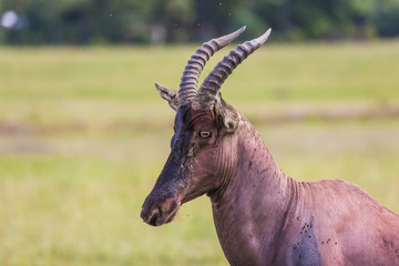 Antelope Roan