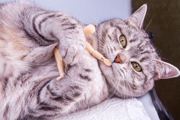 Beautiful grey cat plays with human model for artists